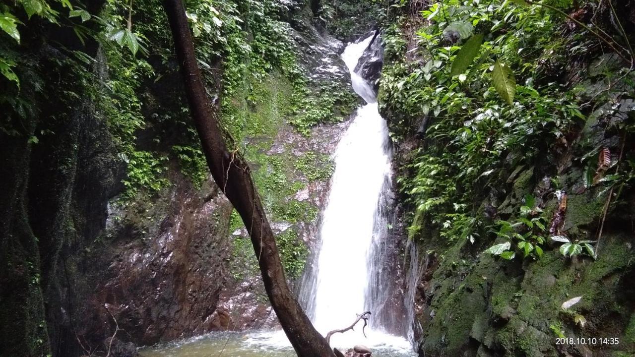 Green Forest Tangkahan Zewnętrze zdjęcie